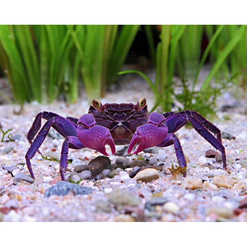 Geosesarma dennerle vampire purple 3.5cm